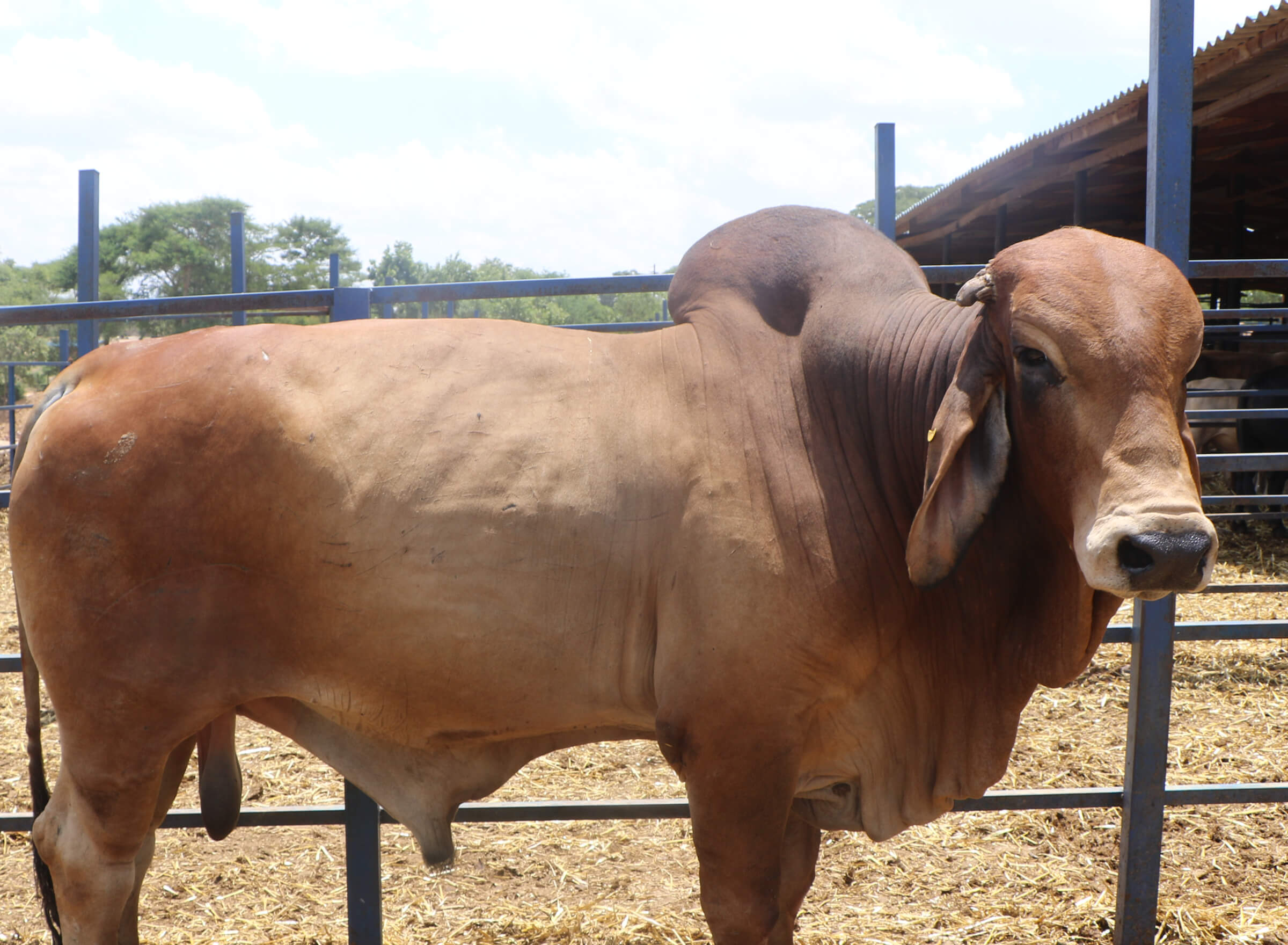 BRAHMAN