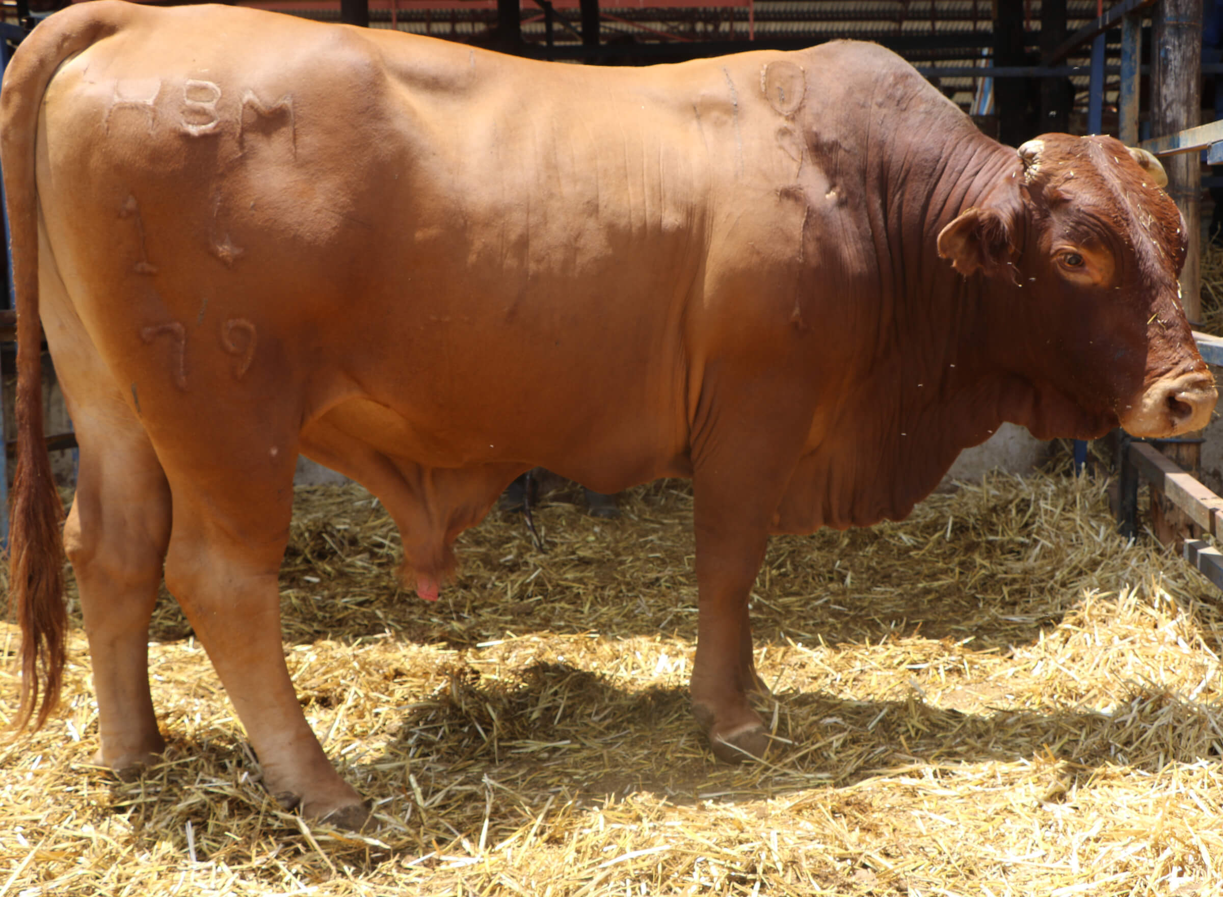 beefmaster